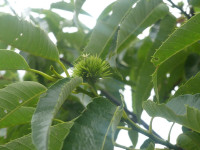 P1550457