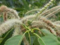 P1550444